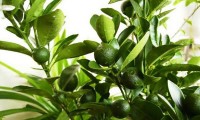 Šumivá tableta do kúpeľa  Litsea cubeba (ŠK1)